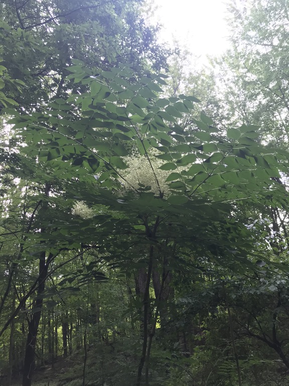 Japanese Angelica Tree Eradication - monroecountyswcd.org