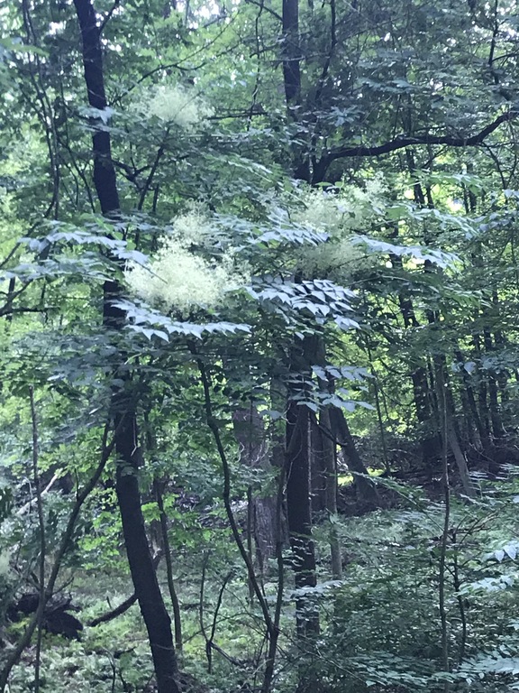Japanese Angelica Tree Eradication - monroecountyswcd.org
