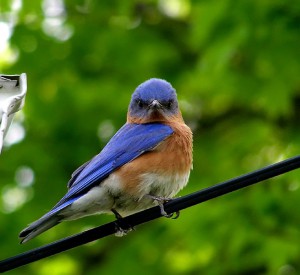 655px-Eastern_bluebird