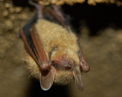 Bat