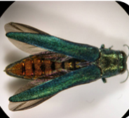 Emerald Ash Borer