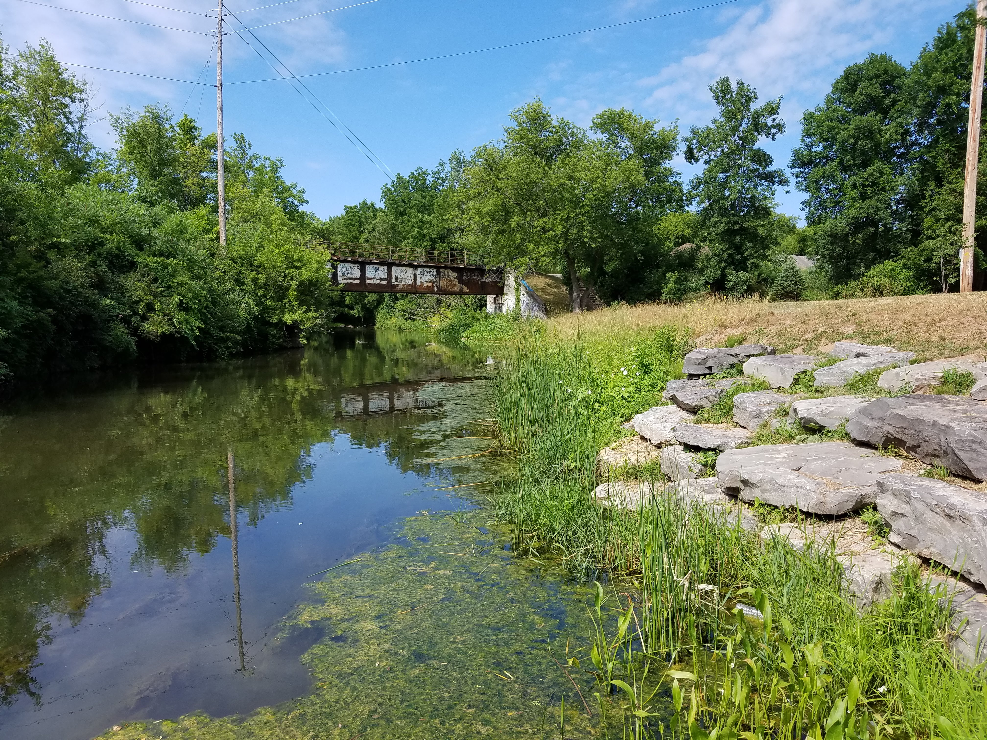 Salmon Creek Restored