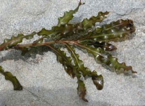 curly_leaf_pondweed