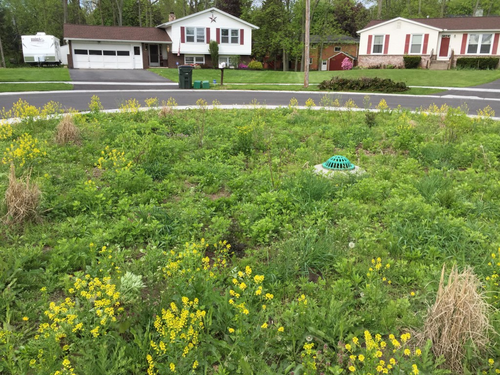 Rain garden