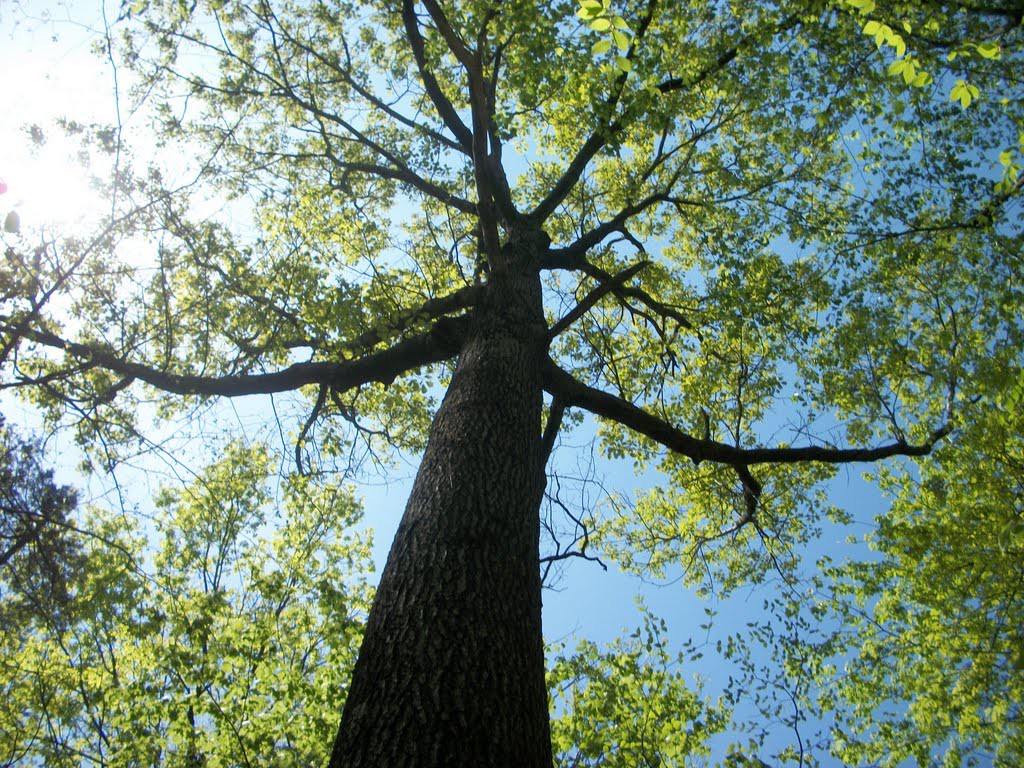 Upward shot of tree